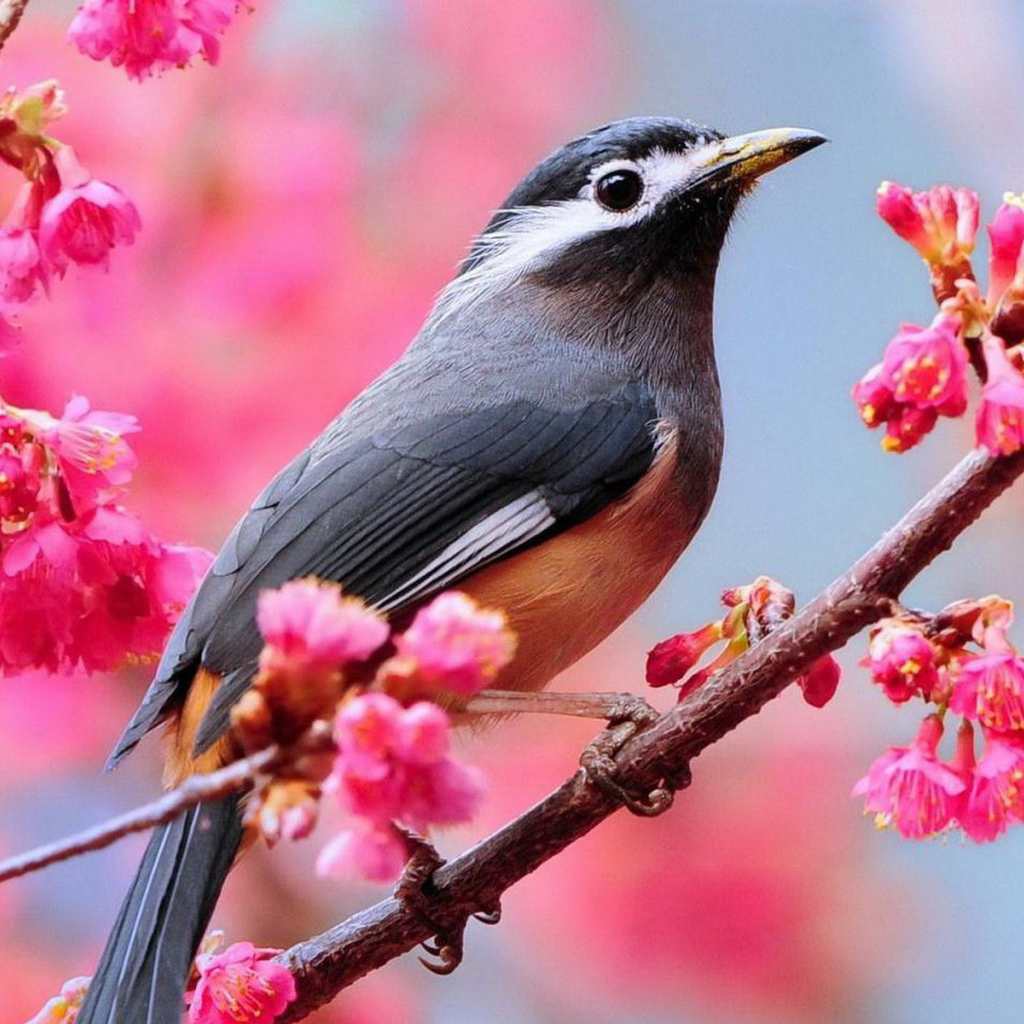 Птичка на ветке