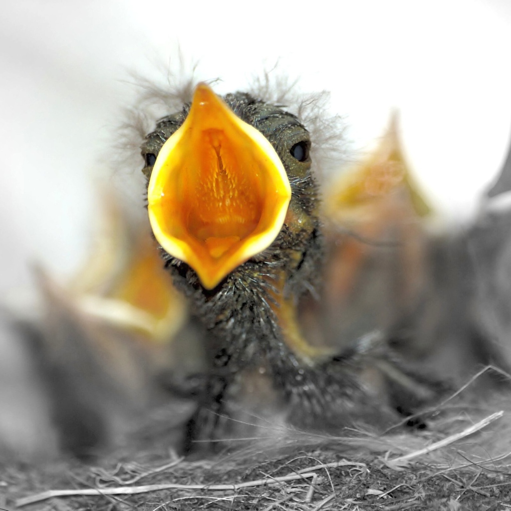 Птенцы в гнезде