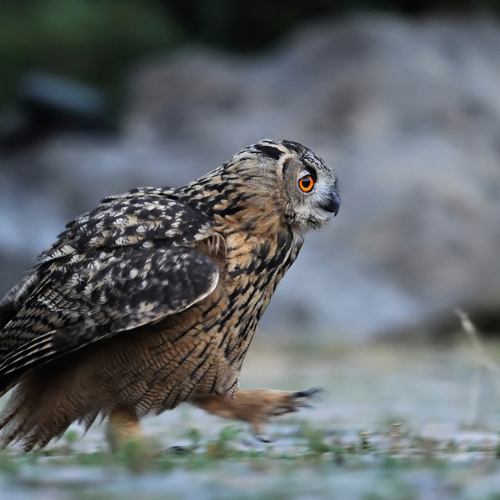 Идущая сова