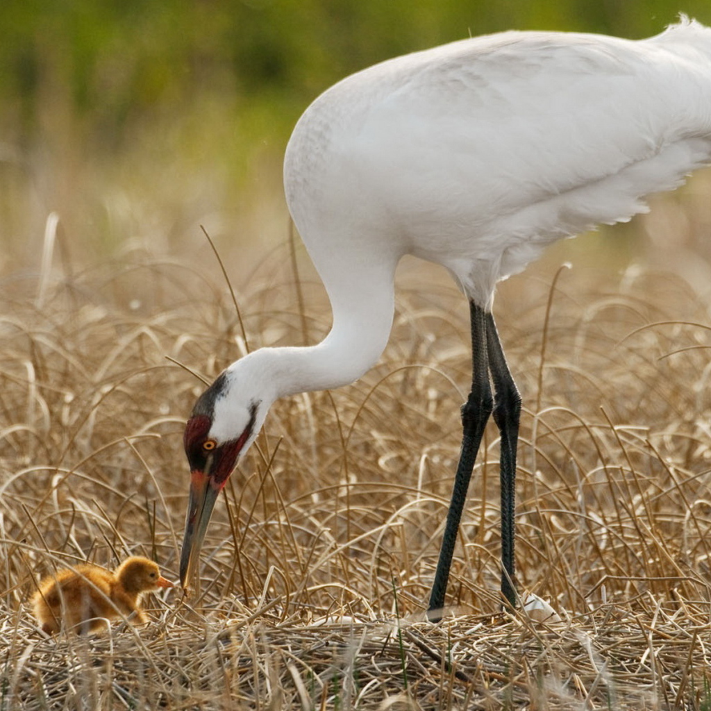 Цапля и птенец