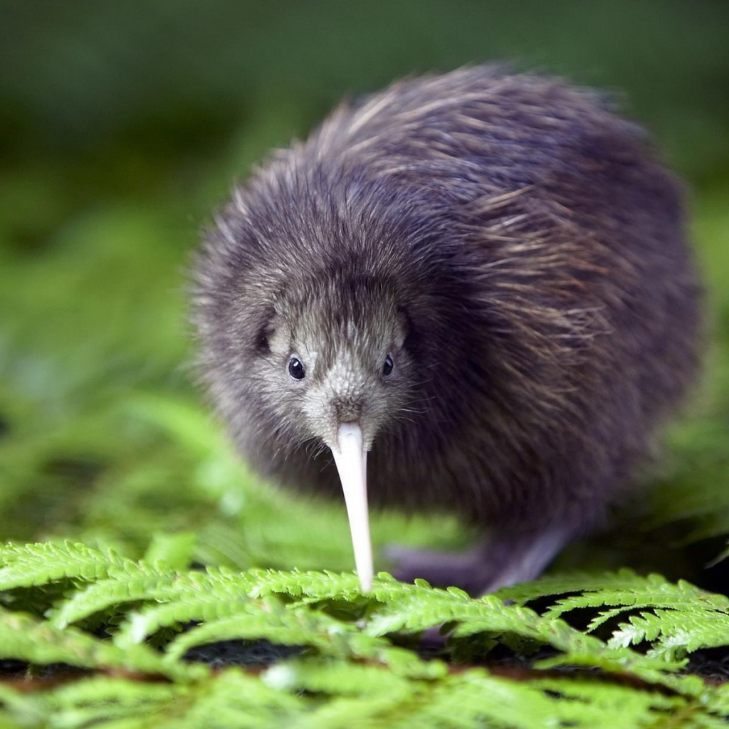 птичка Киви