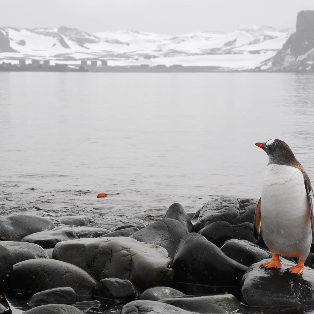 Одинокий пингвин