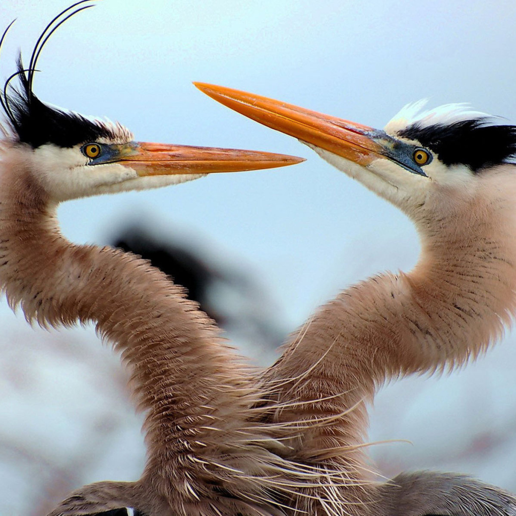Танец любви