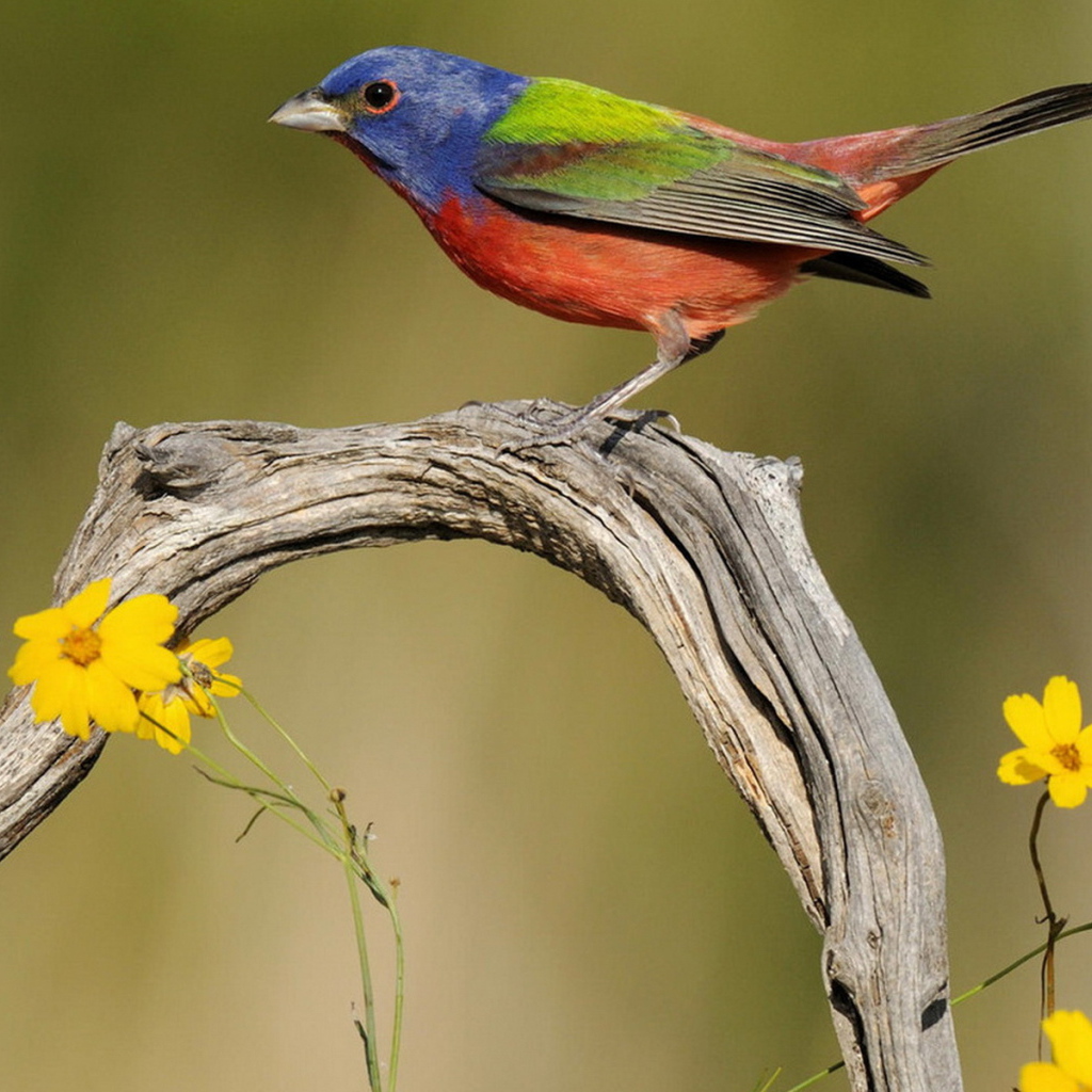Пестрая овсянка