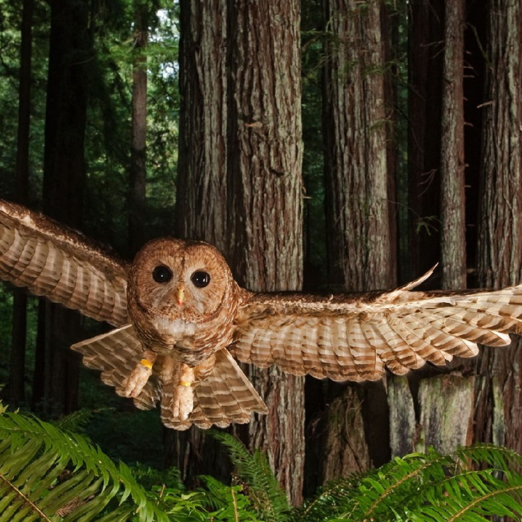 Северная пятнистая сова