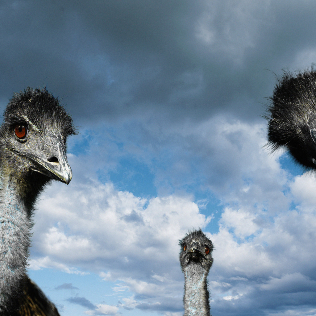 Страусы