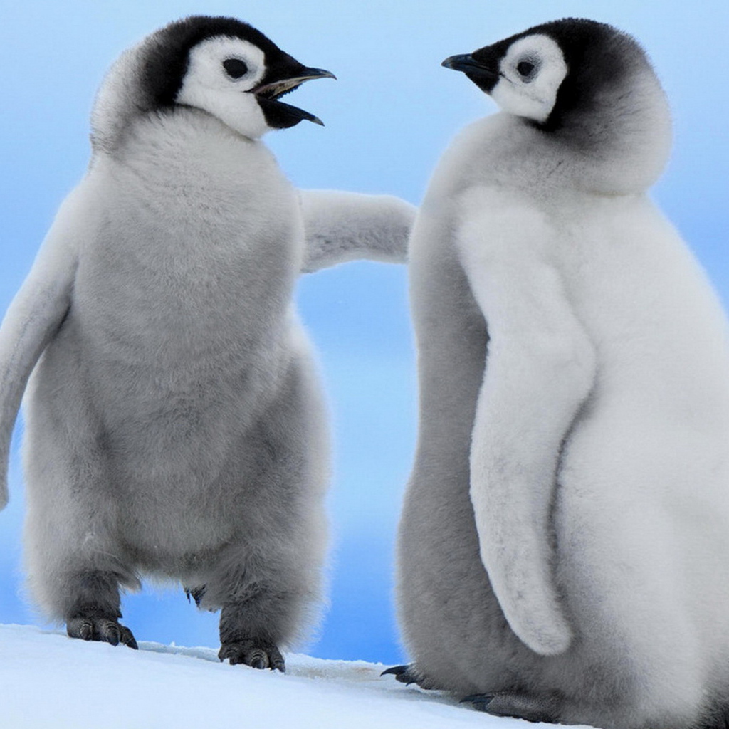 Парочка пингвинчиков