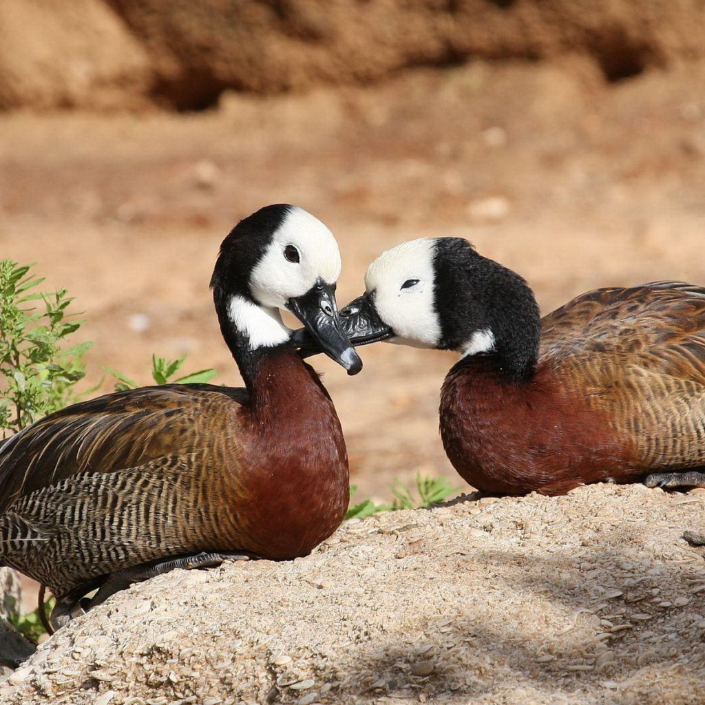 Парочка диких уток