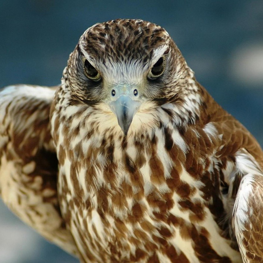 Хищный взгляд