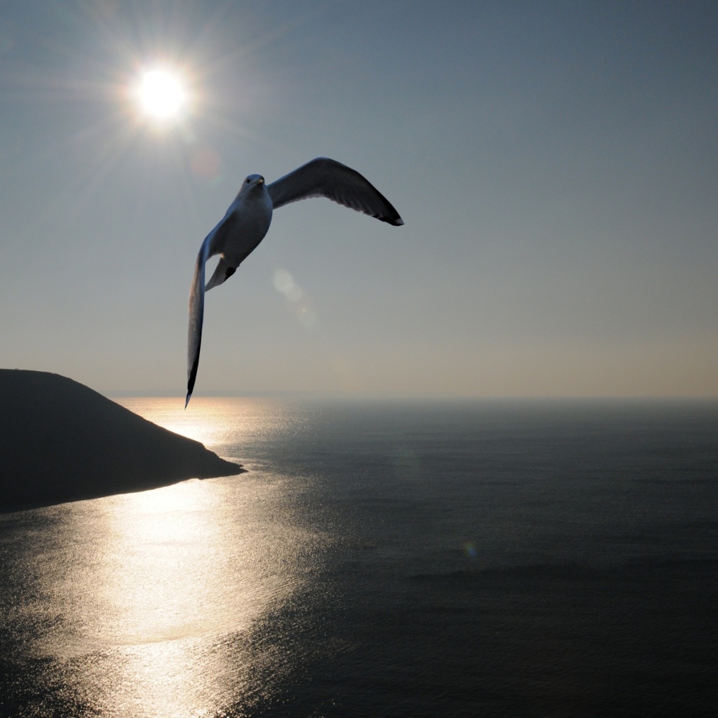 Птица Море Закат