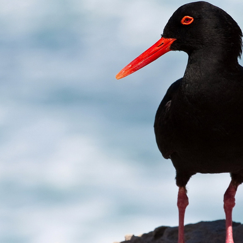 Кулик-сорока