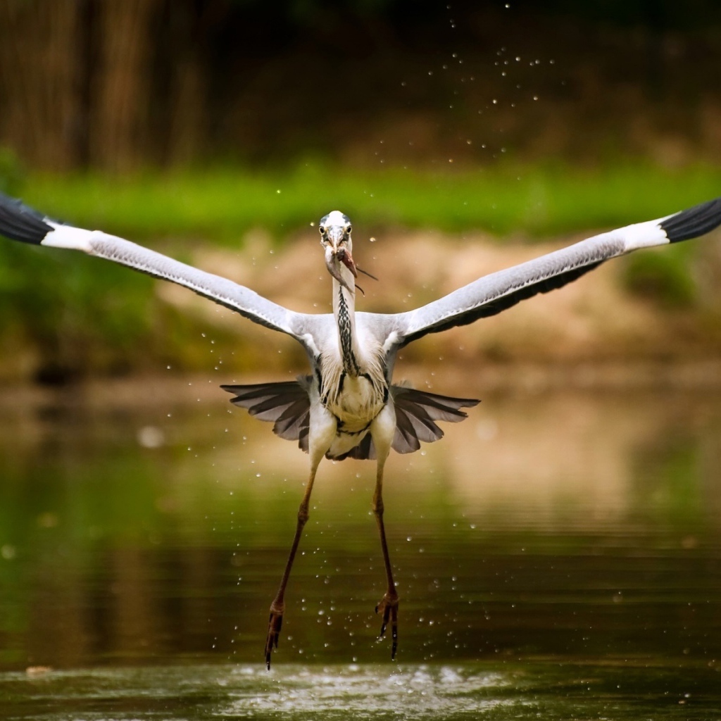 Аист с рыбкой