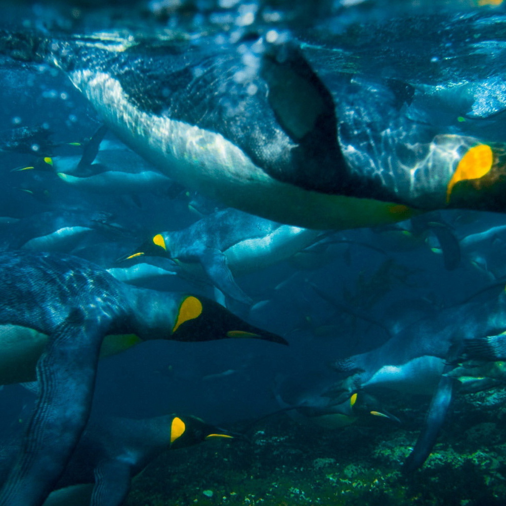 Плывущие пингвины