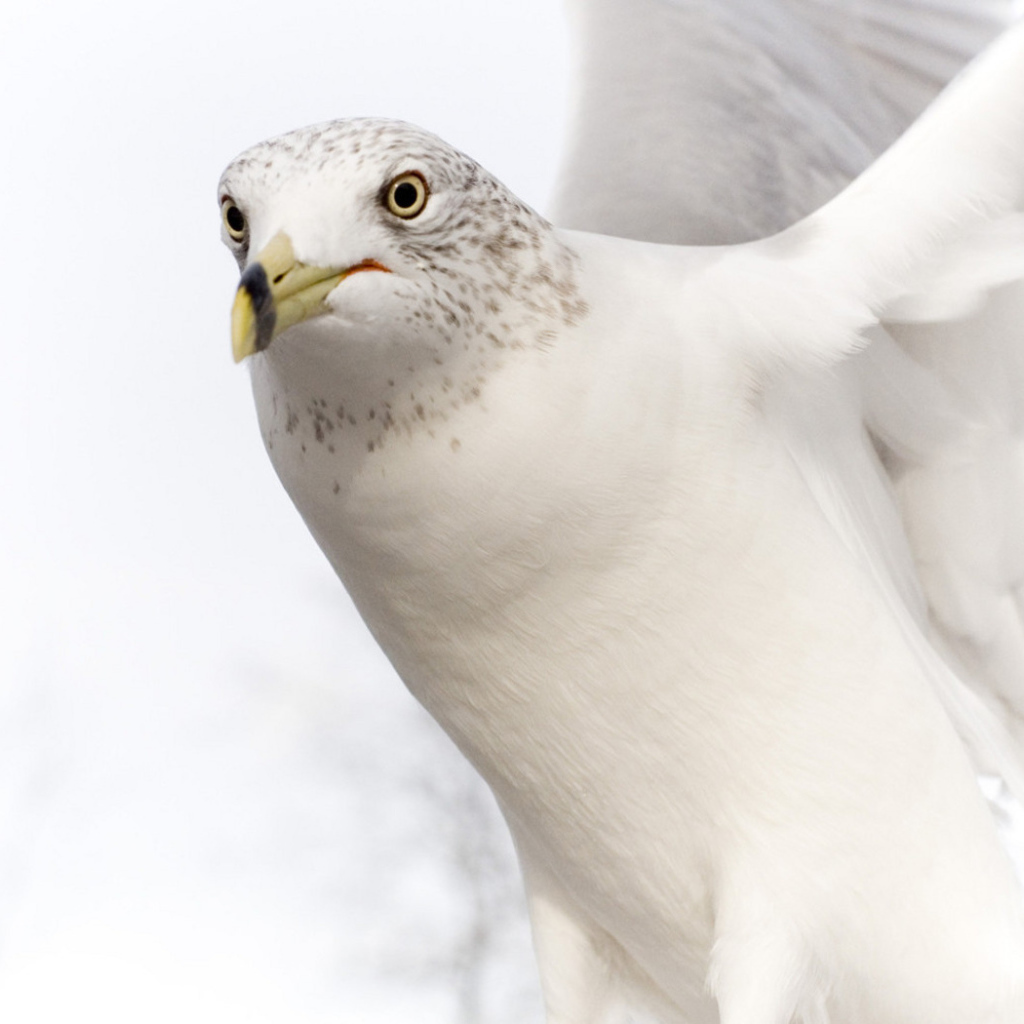 Белый голубь