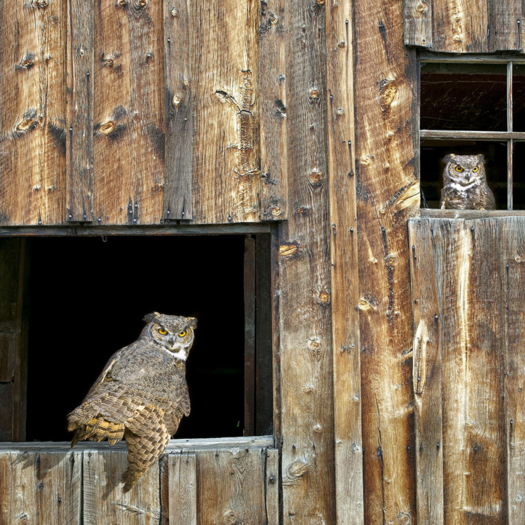 Собрание Сов