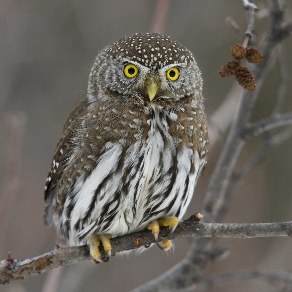 Прикольная сова