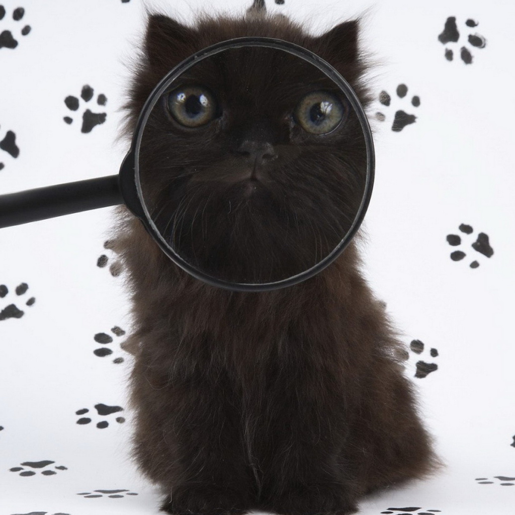 Черный котенок