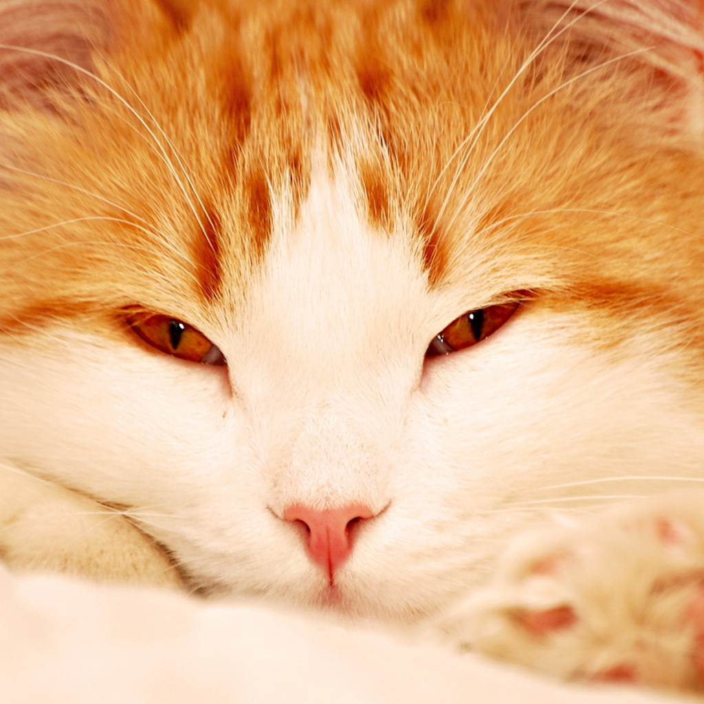 Кошачья мордашка