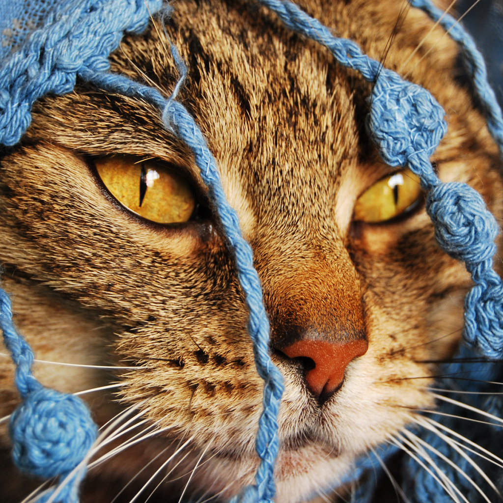 Кошка в кофточке