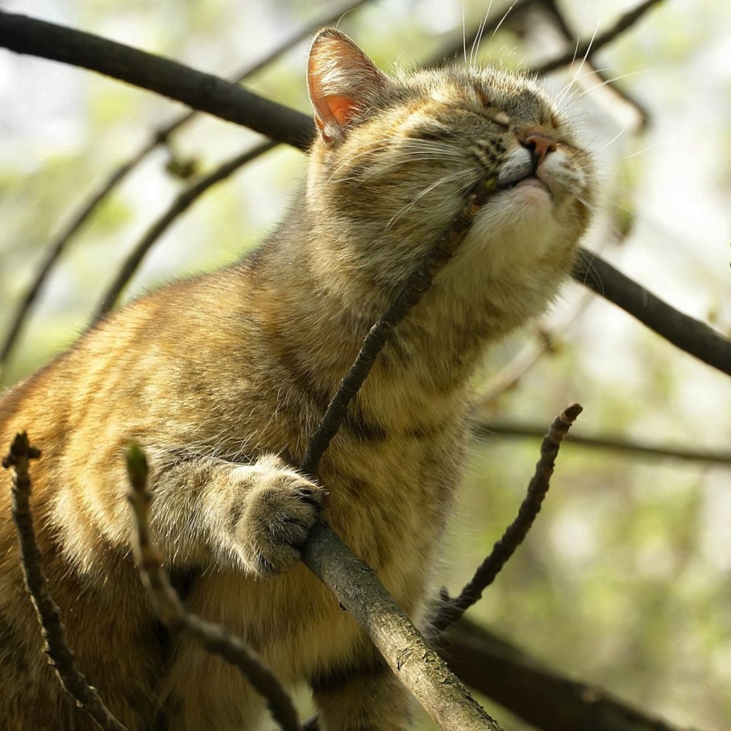 Кот на дереве