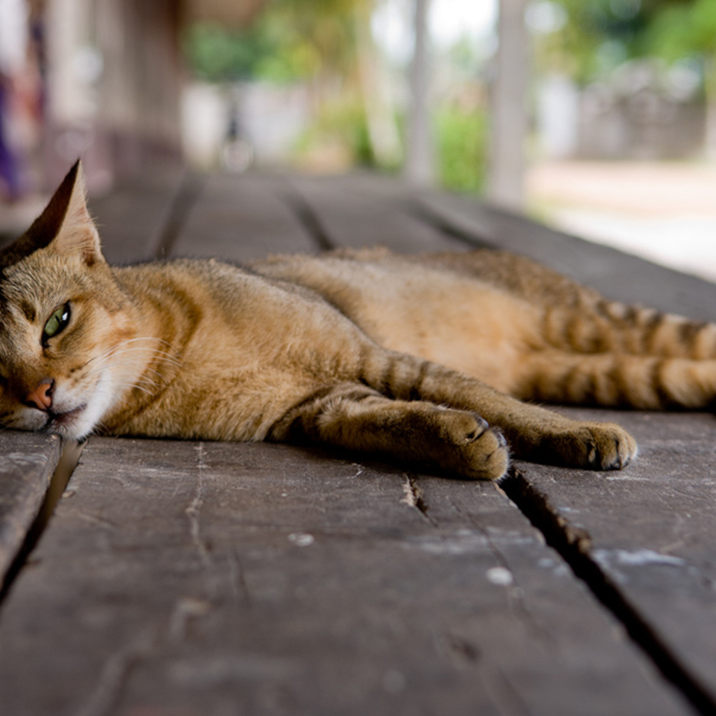 Кошка на полу