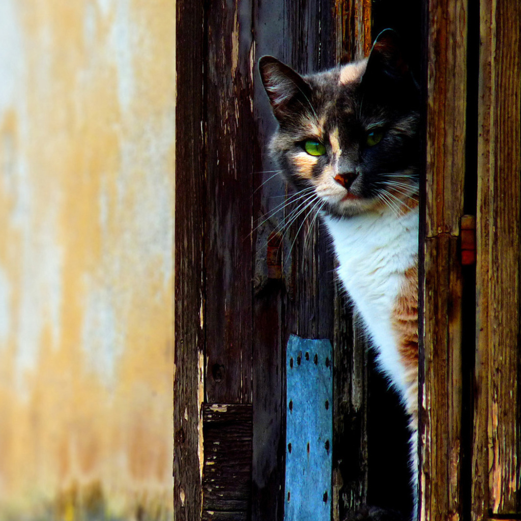 Кошка выглыдывающая из двери
