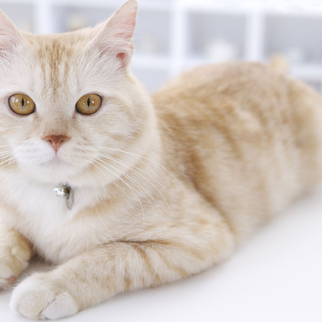 Кошка с кулоном