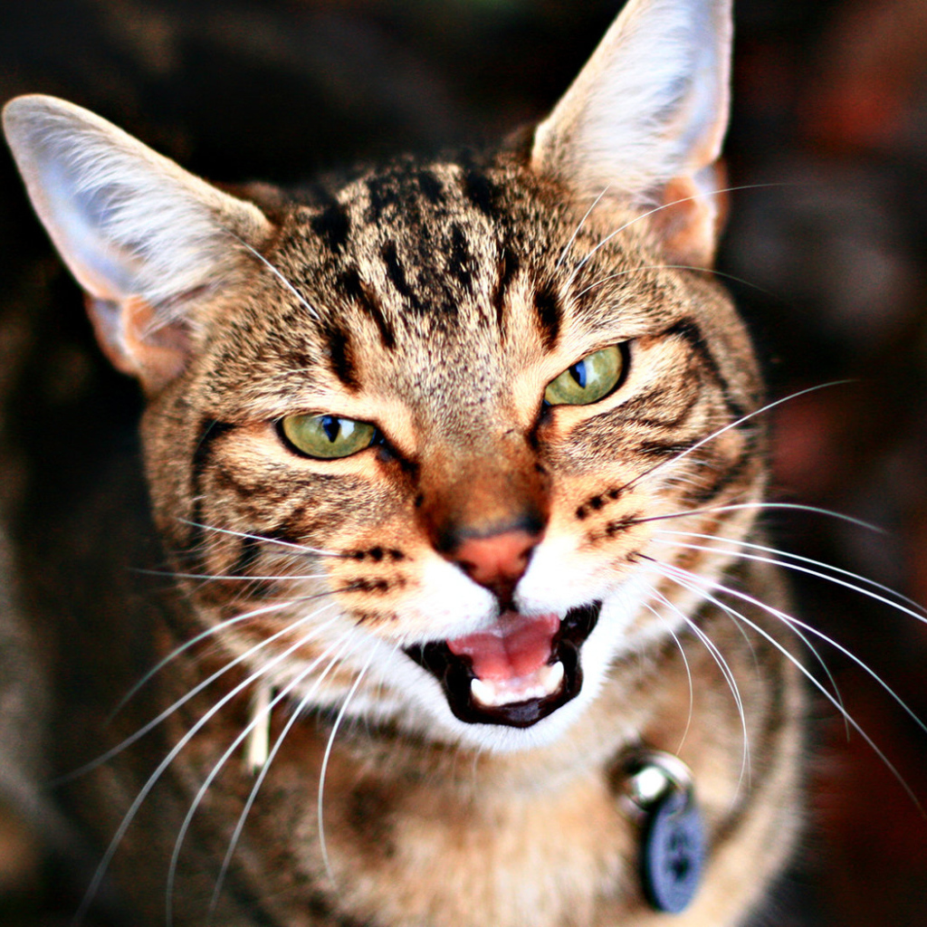 Кариглазый кот