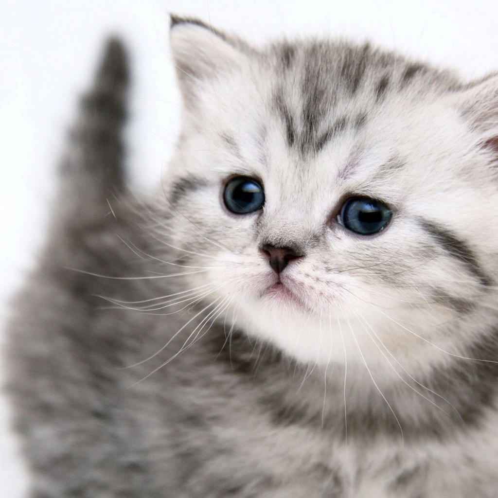 Симпатичный котенок