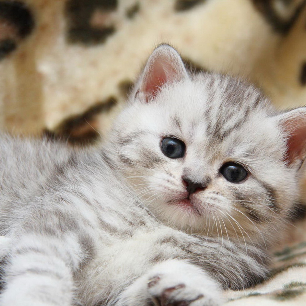 Пушистый котенок