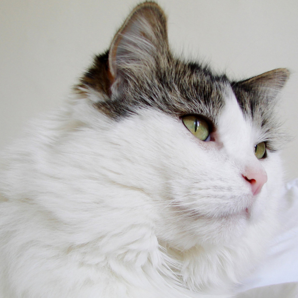 Пушистый кот