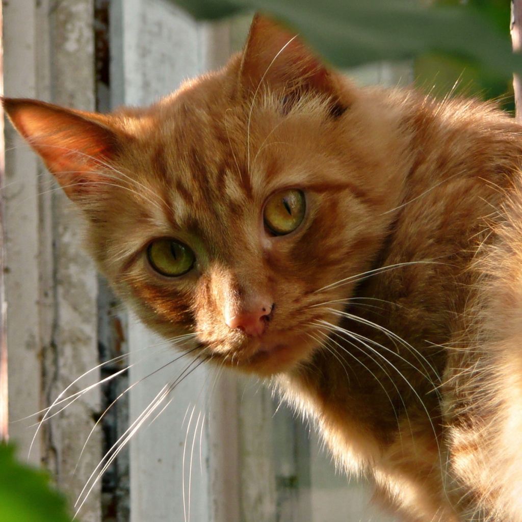 Рыжая кошка