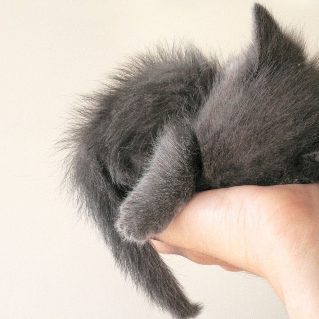 Серый котенок