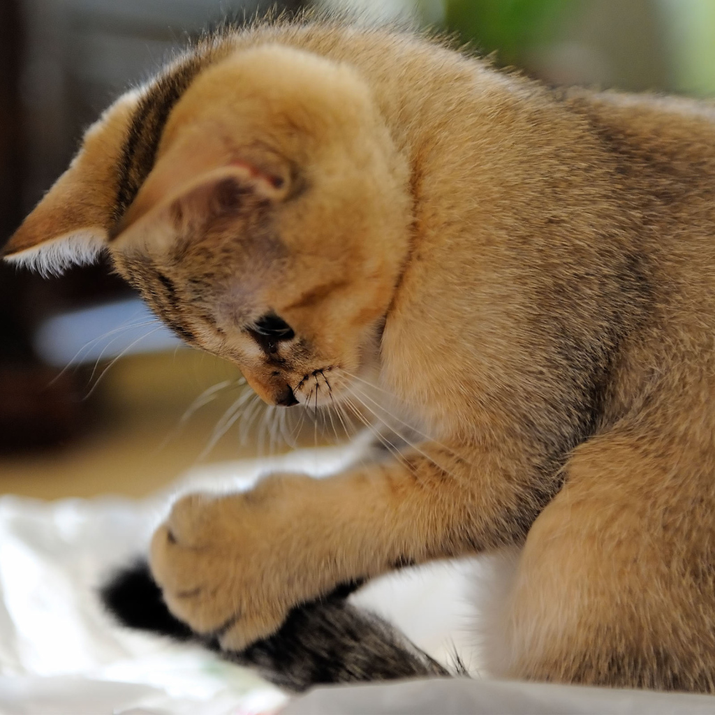 Домашний котенок