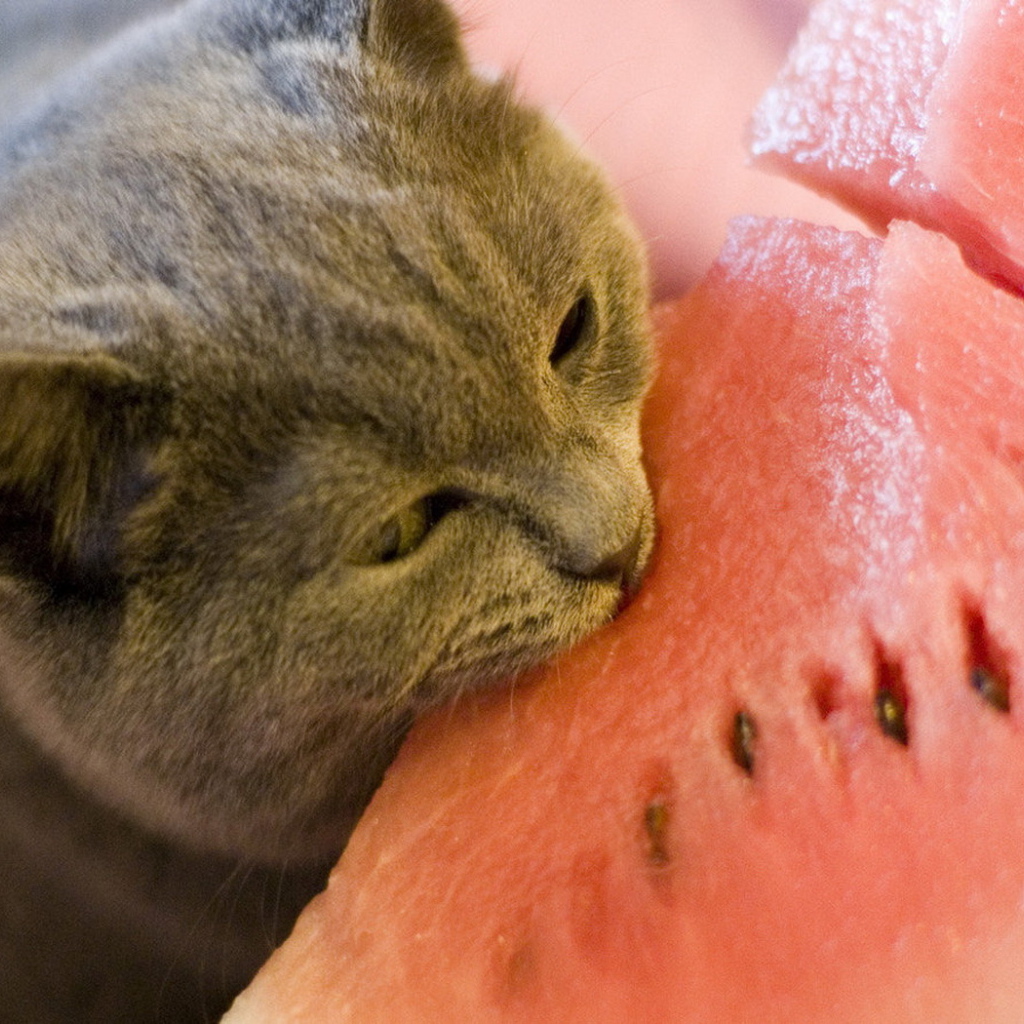 Киса и арбуз