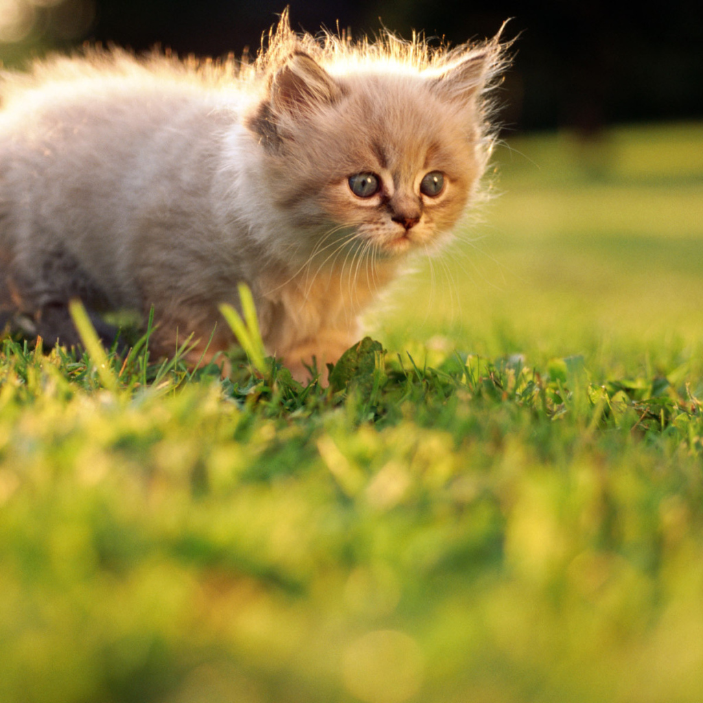 Маленький котенок