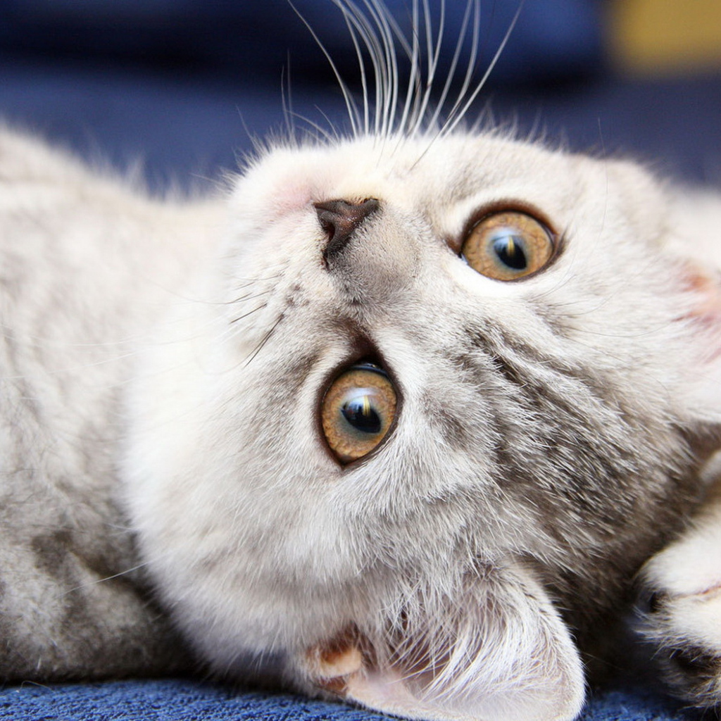 Симпатичная мордашка