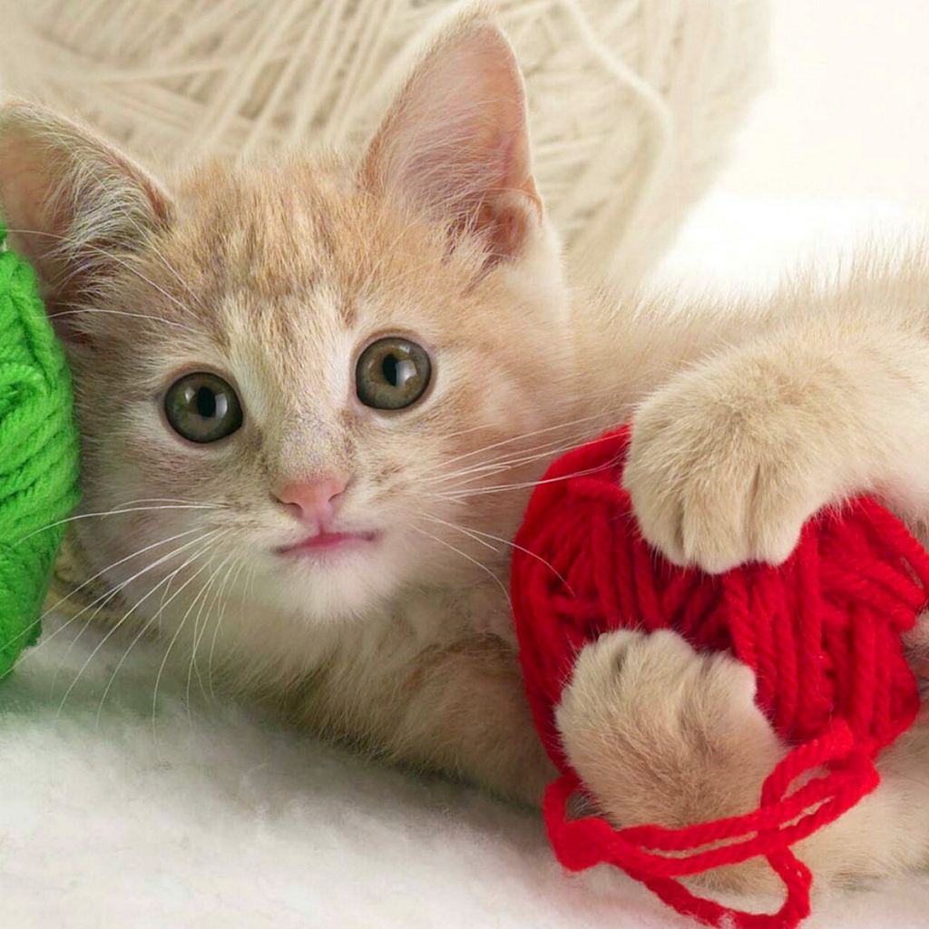 Играющий котенок