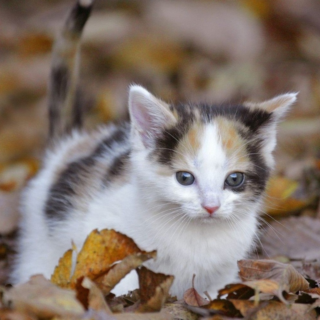 Киса среди листьев