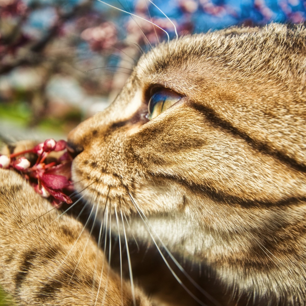 Киса и цветок