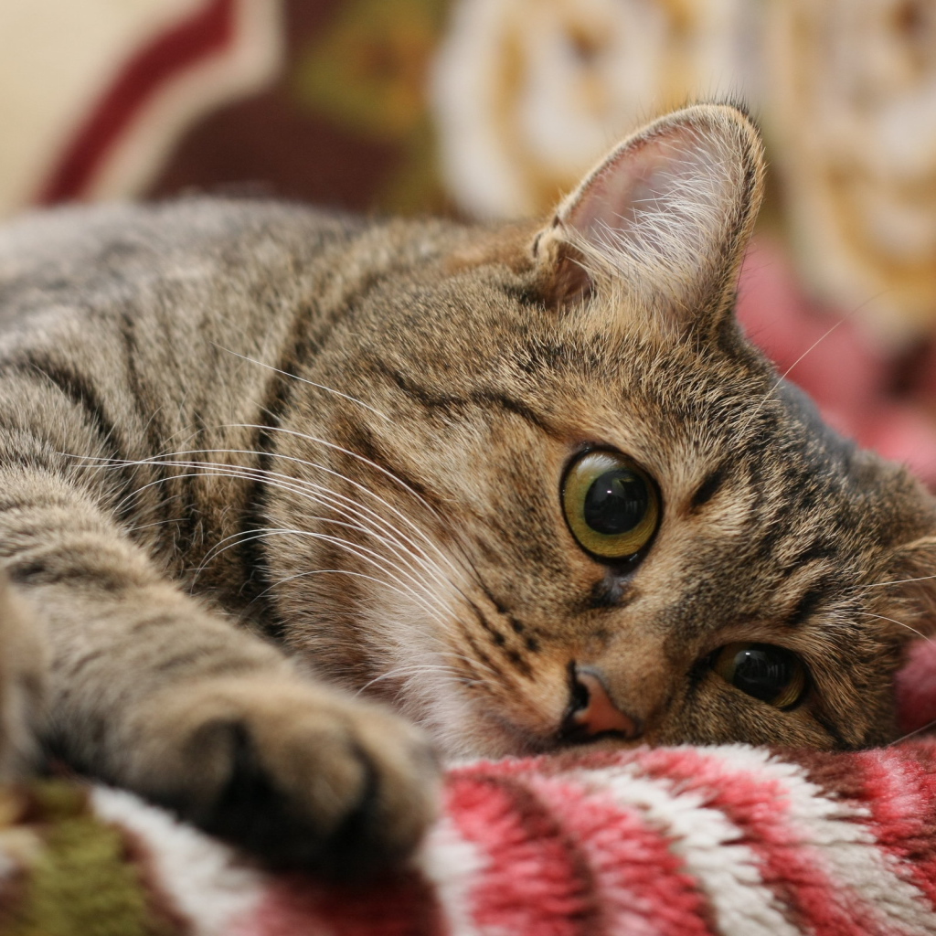 Киса на одеяле