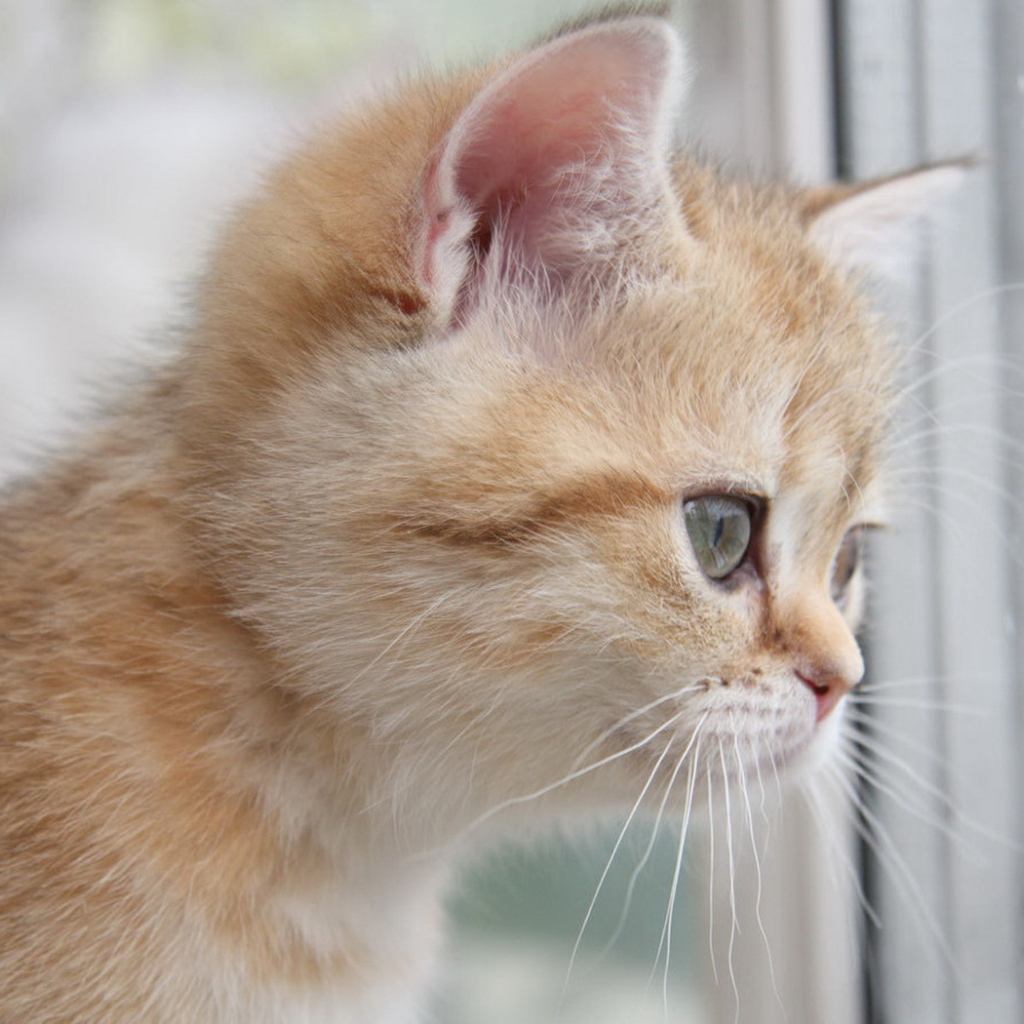 Рыжий котенок