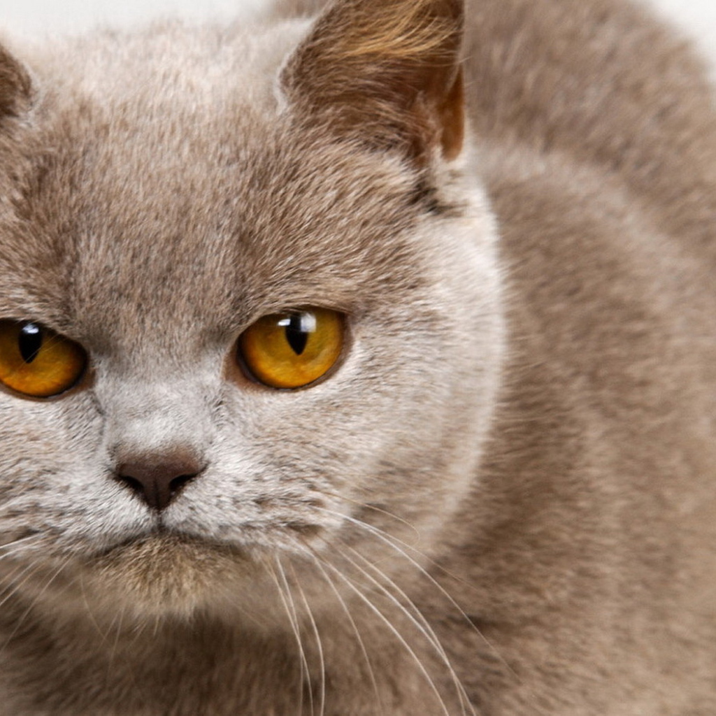 Унылый котик