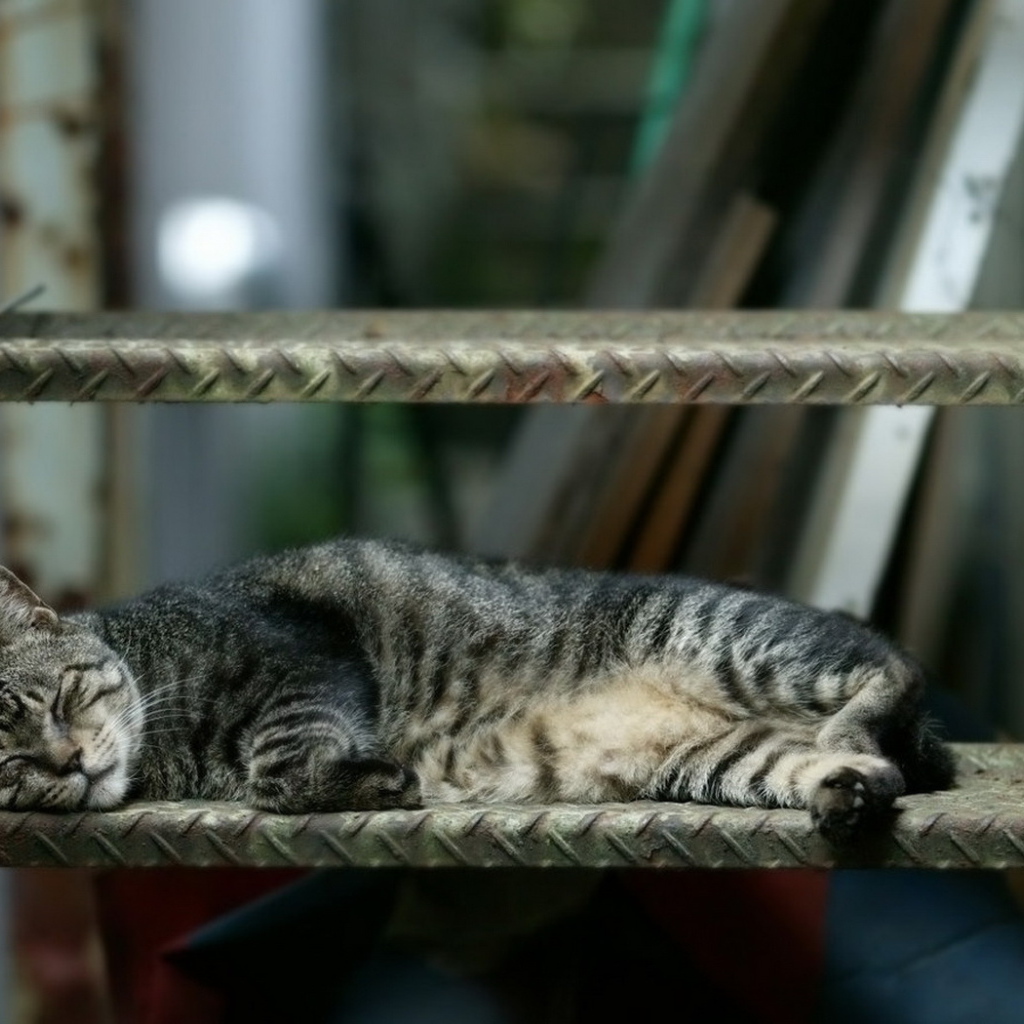 Спящая кошка