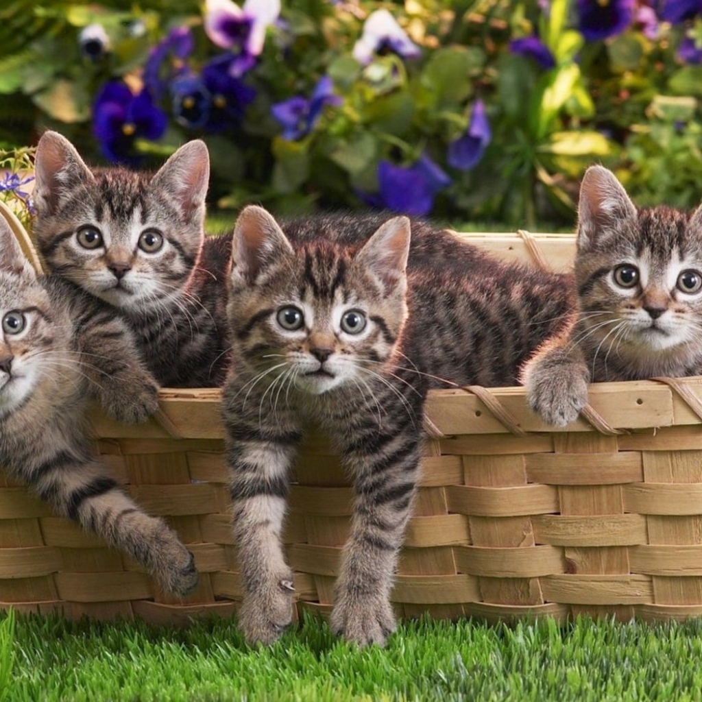 Котята в корзине