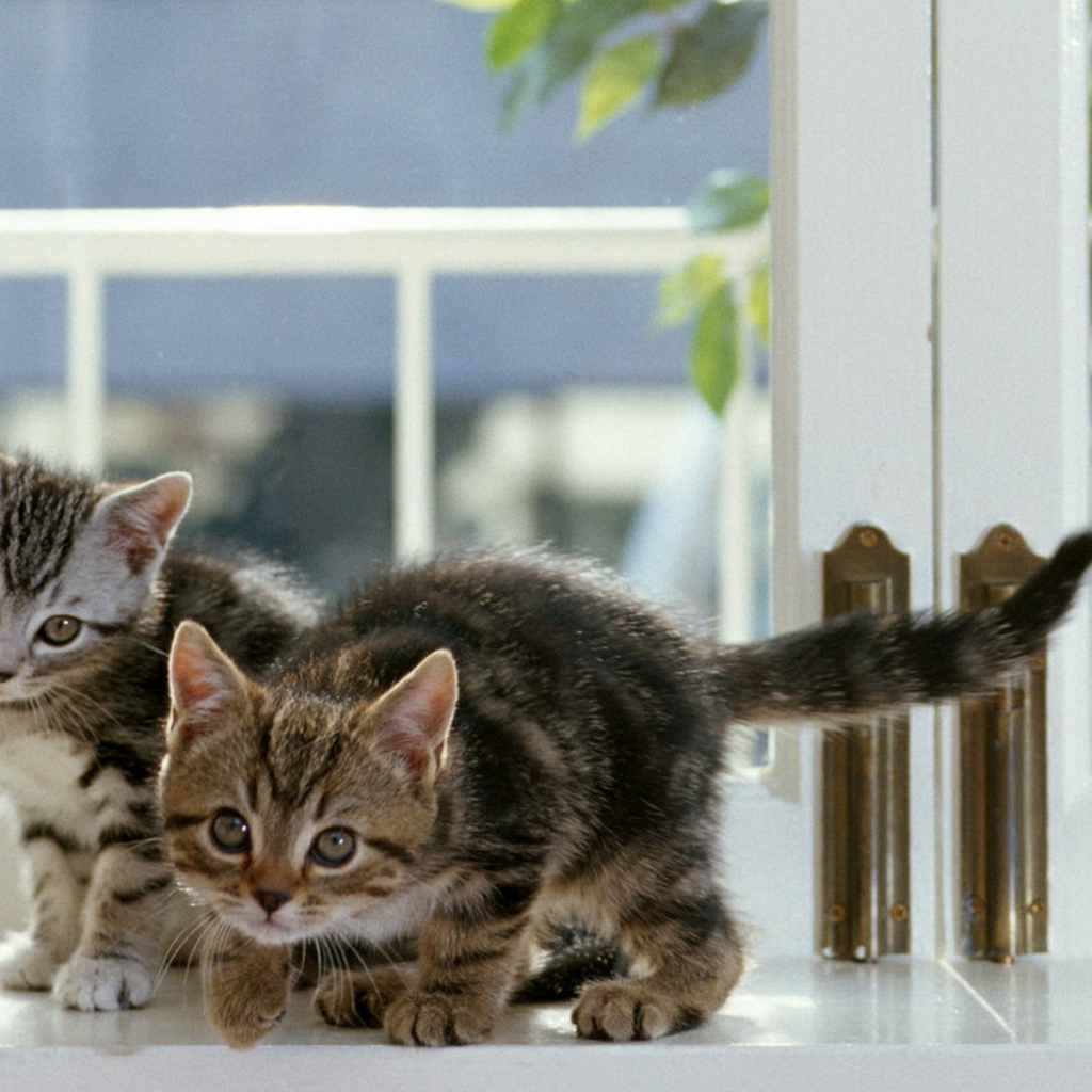 Котята на окне