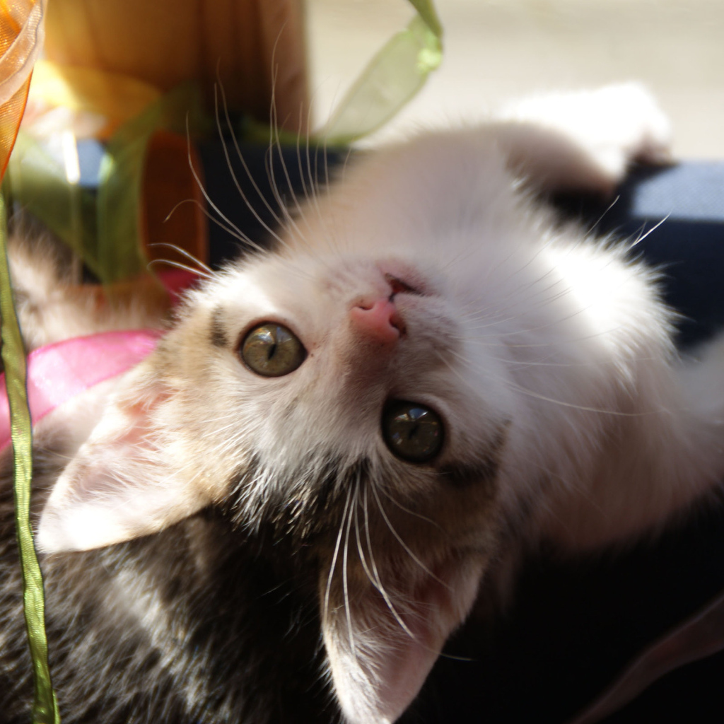 Маленькая киса