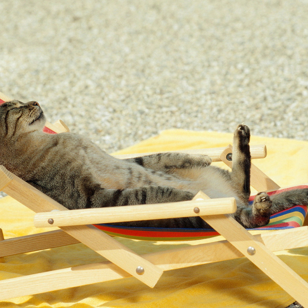 Загорающий кот