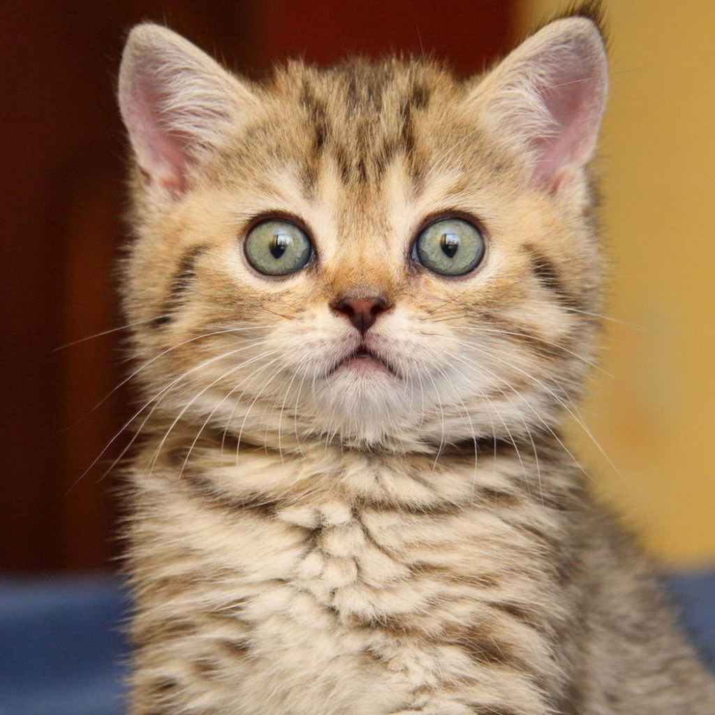 Удивленный котенок