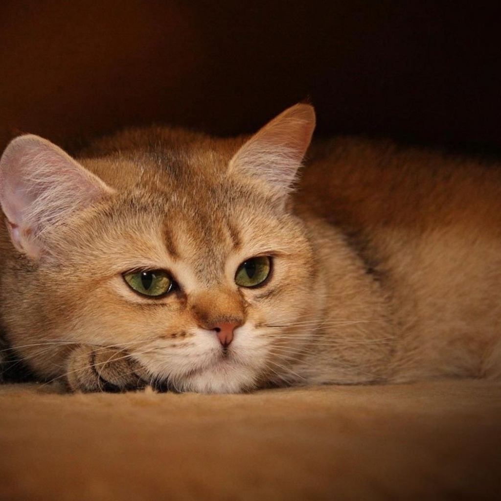 Задумчивый кот